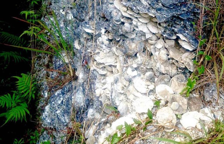 Bukit Kerang Kawal Darat: Jejak Manusia Purba di Pulau Bintan