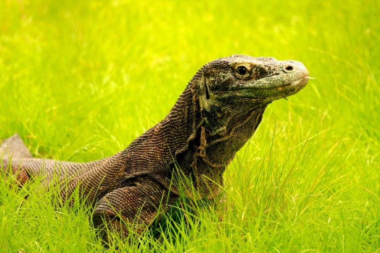 Komodo: Keajaiban Hayati Indonesia