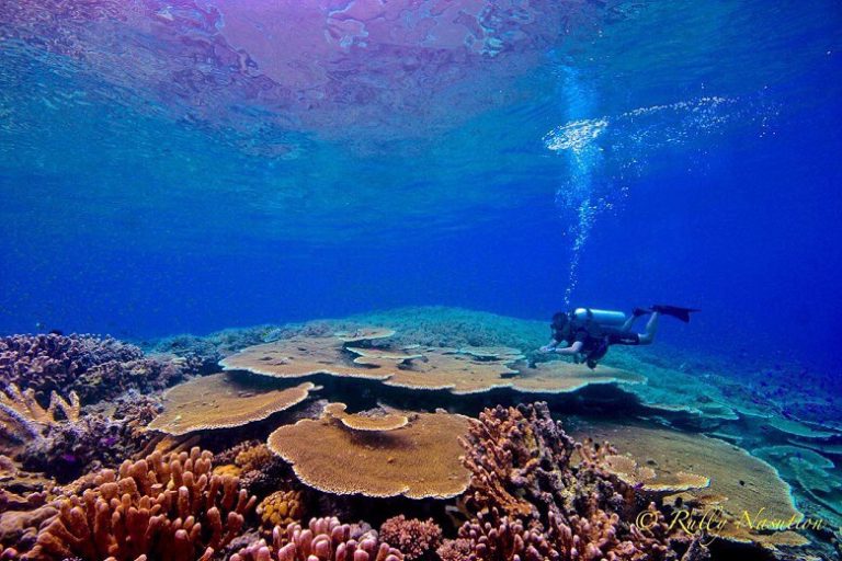 Merayakan Hari Sumpah Pemuda di Teluk Tomini