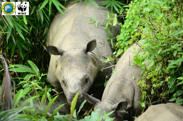Taman Nasional Ujung Kulon: Suaka Margasatwa Terakhir Badak Jawa