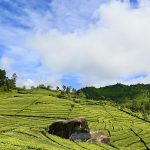 Ciwidey: Ekowisata dalam Balutan Udara Segar