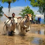 Pacu Jawi di Sumatera Barat: Berpacu Kencang Sambil Menggigit Ekor Sapi