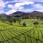 Pangalengan: Pekebunan Warisan Hindia Belanda dan Kampung Adat Cikondang