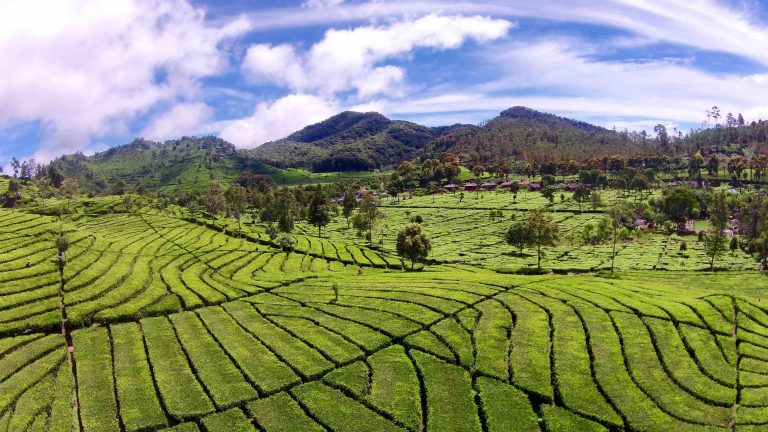 Pangalengan: Pekebunan Warisan Hindia Belanda dan Kampung Adat Cikondang