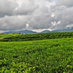 Perkebunan Teh Kayu Aro: Keindahan Perkebunan Teh Tertua di Indonesia