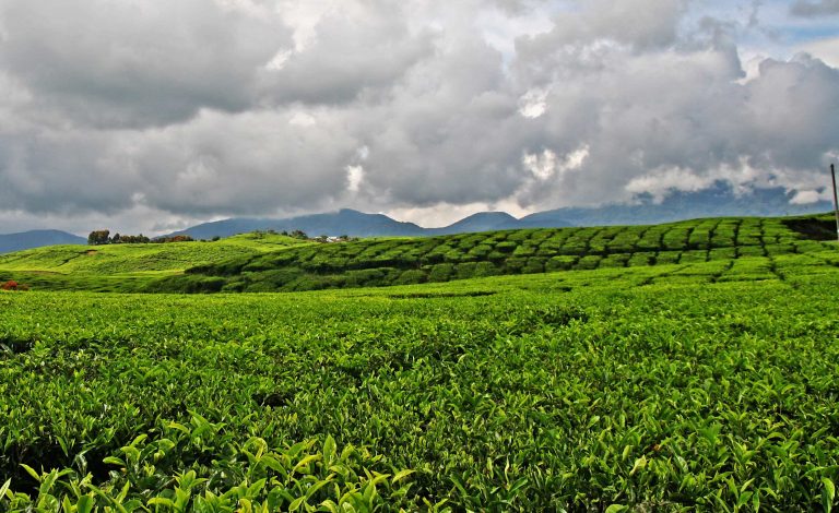 Perkebunan Teh Kayu Aro: Keindahan Perkebunan Teh Tertua di Indonesia