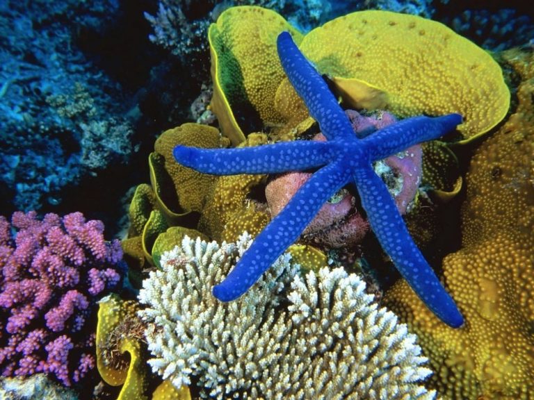 Pulau Abang: Melihat Terumbu Karang Langka di Air yang Jernih