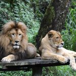 Taman Safari Bogor: Tempat Dimana Hewan Liar Bermain Bebas