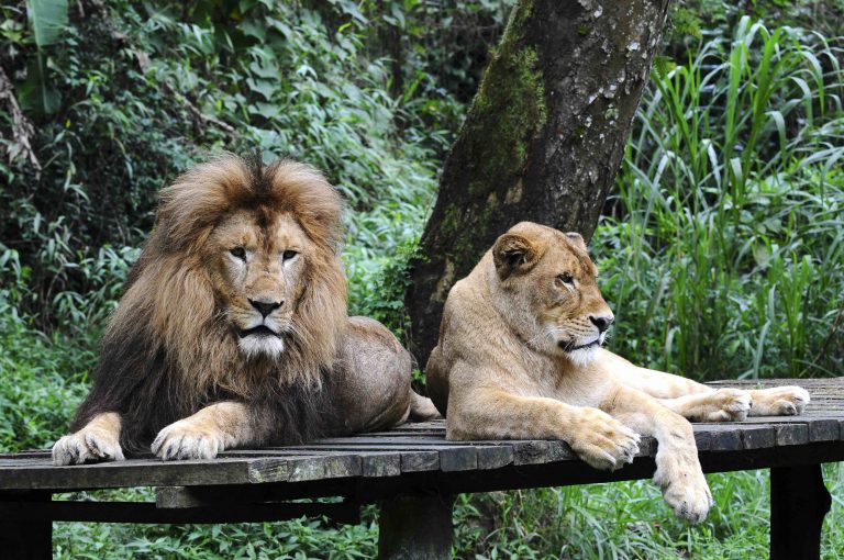 Taman Safari Bogor: Tempat Dimana Hewan Liar Bermain Bebas