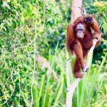 Taman Nasional Sebangau: Rumah Terbesar Orangutan di Alam Liar