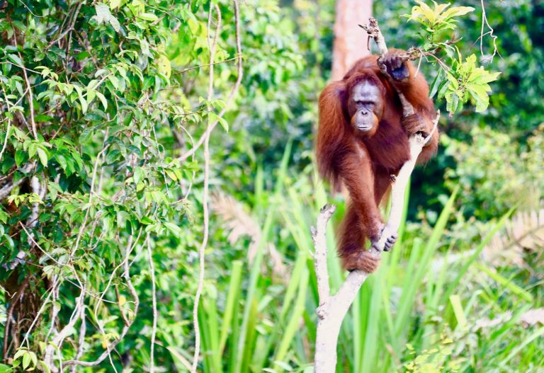 Taman Nasional Sebangau: Rumah Terbesar Orangutan di Alam Liar