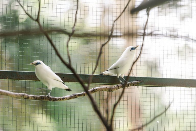 Jalak Bali: Burung Berkicau Endemik Bali