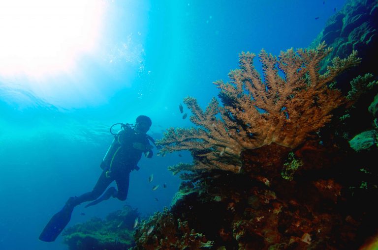 Bermain Bersama Hiu dan Penyu di Taman Nasional Karimunjawa