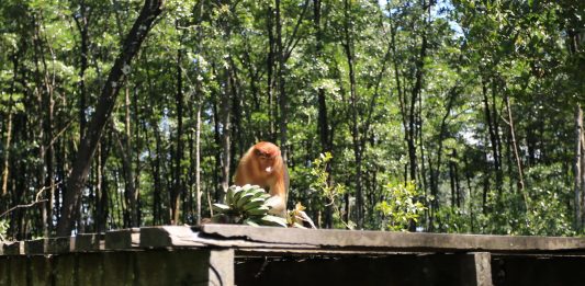 Kawasan Konservasi Mangrove dan Bekantan: Menengok Bekantan di Kota Tarakan