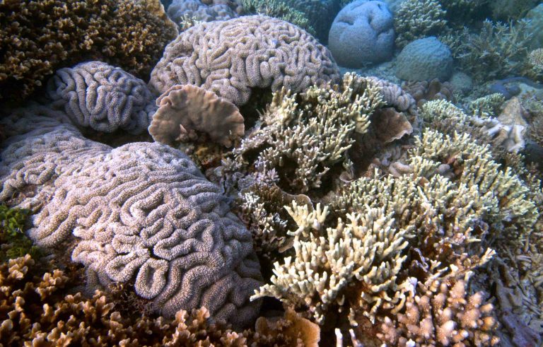 Pulau Kemojan: Menelusuri Wreck Dive di Karimunjawa