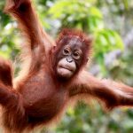 Taman Nasional Tanjung Puting: “Ibu kota-nya orangutan di muka Bumi”