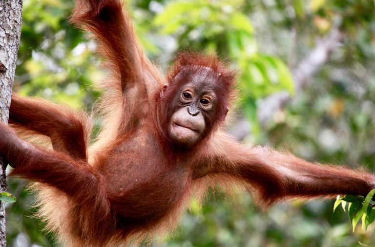 Taman Nasional Tanjung Puting: “Ibu kota-nya orangutan di muka Bumi”