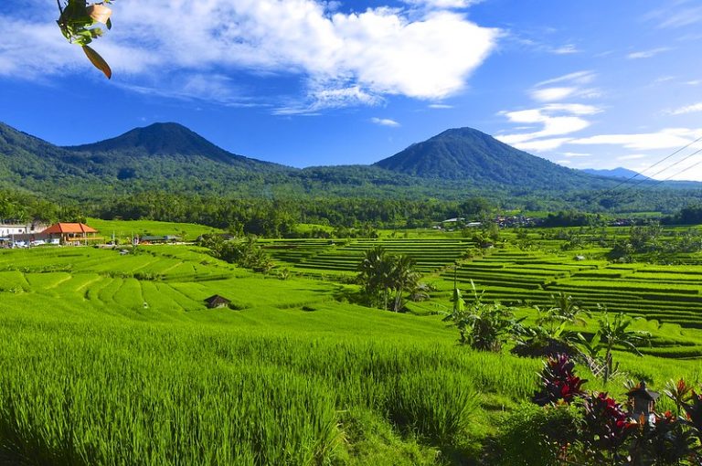 Subak Bali: Irigasi Pertanian Adat Bali yang Diakui Dunia