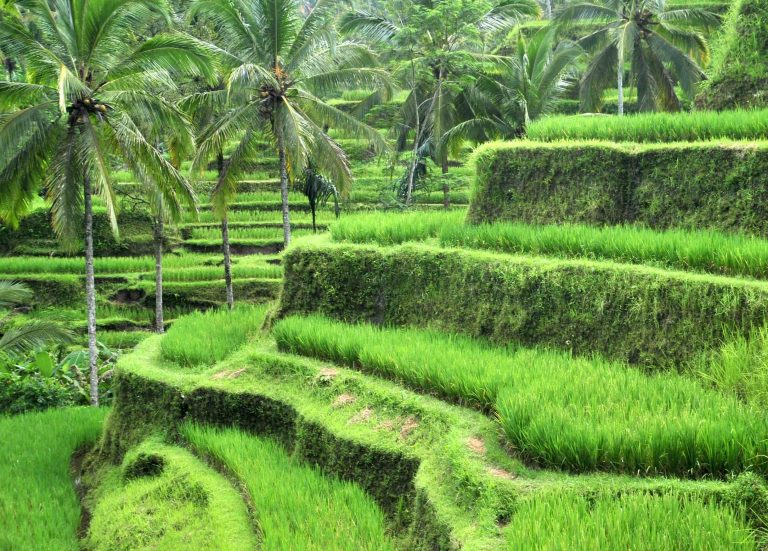Ubud:Tempat Kedamaian dan Ketentraman
