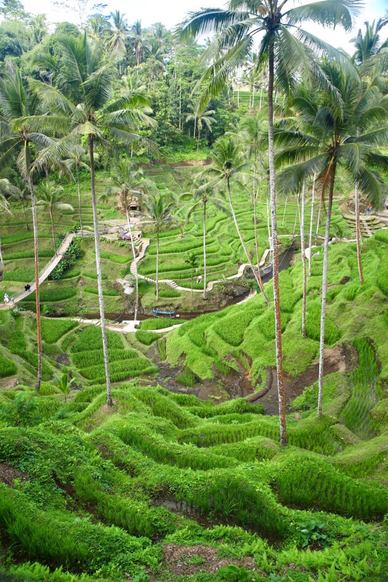Ubud Destinasi Gastronomi Internasional
