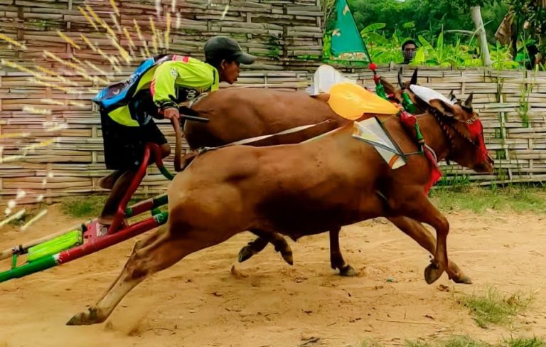 Kerapan Sapi  di Madura: Saat Sapi Berpacu di Arena