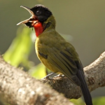 Burung Garugiwa- Mendengarkan Kicau Burung Arwah di Taman Nasional Kelimutu @himsaifanah