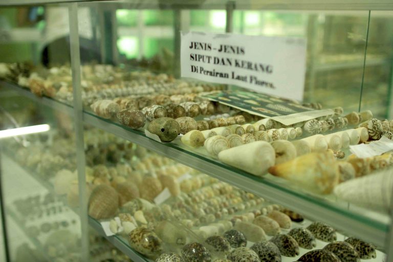 Museum Bahari Ende: Koleksi Terlengkap Kelautan di Indonesia