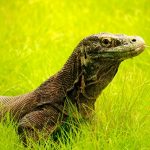 Nusa Tenggara Timur: Keajaiban Nusantara
