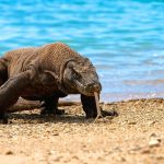 Taman Nasional Komodo: Sensasi Melihat Langsung Sang Kadal Raksasa