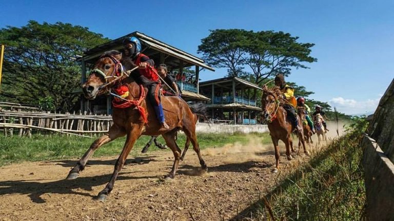 Pacoa Jara di Lepadi: Berpacu Kencang dengan Kuda Bima yang Tersohor