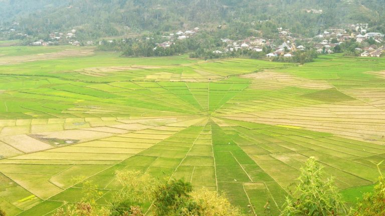 Cancar di Manggarai: Sawah Jaring Laba-laba Raksasa
