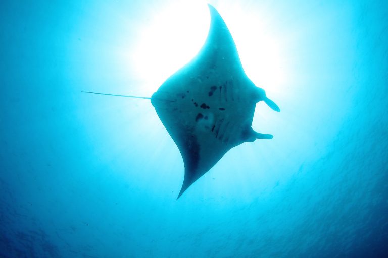 Menyapa Blue Magic di Raja Ampat