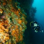 Raja Ampat: Ekspedisi Bawah Laut Terbaik di Dunia