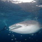 Taman Nasional Teluk Cendrawasih: Menyapa Ikan Terbesar di Muka Bumi