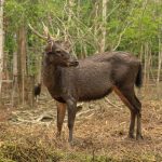 Rusa Sambar Lamandau: Menengok Rusa Terbesar di Negeri Kita