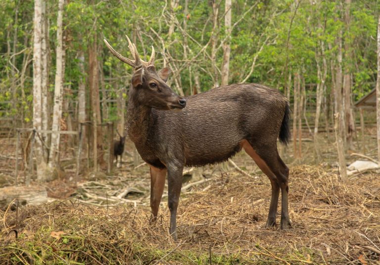 Rusa Sambar Lamandau: Menengok Rusa Terbesar di Negeri Kita