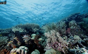 Taman Nasional Bunaken: Surga Bawah Laut Indonesia