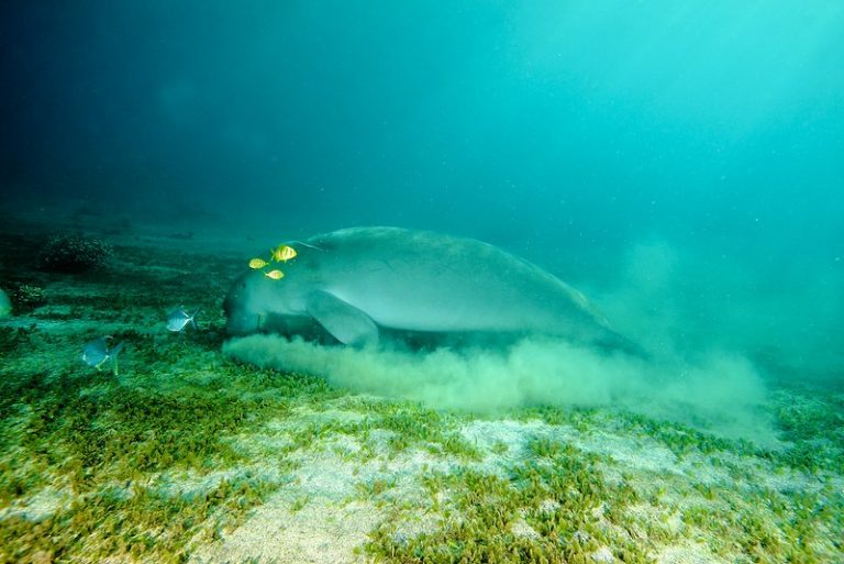 Selat Lembeh: Surga Pecinta Fotografi Makro
