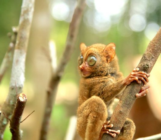 Taman Nasional Tangkoko: Mengamati Primata Terkecil di Dunia