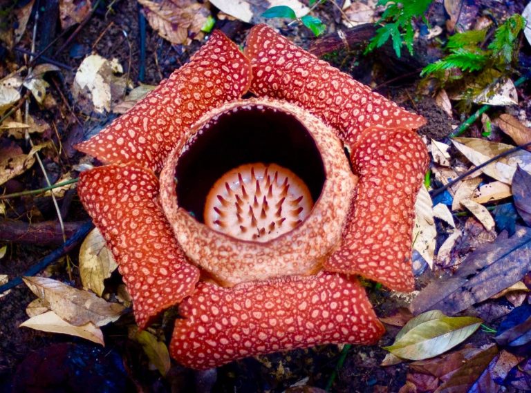 Rafflesia: Puspa Langka dari Bengkulu