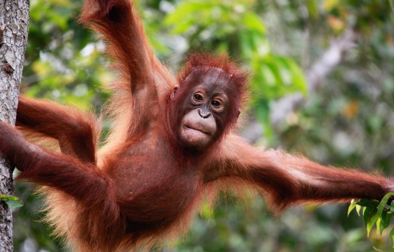 Orangutan: Mamalia dan Primata Terunik di Dunia