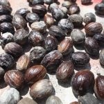 Menumbuk Kacang Kenari di Pulau Makian