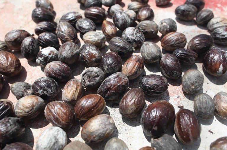 Menumbuk Kacang Kenari di Pulau Makian
